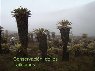 Conservación de los
frailejones
 