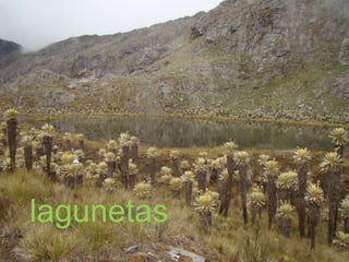 lagunetas
 