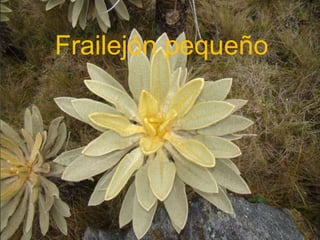 Frailejón pequeño
 