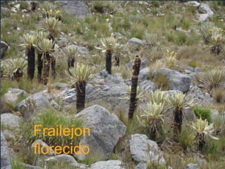 Frailejon
florecido
 