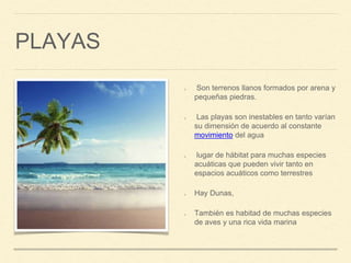 PLAYAS
Son terrenos llanos formados por arena y
pequeñas piedras.
Las playas son inestables en tanto varían
su dimensión de acuerdo al constante
movimiento del agua
lugar de hábitat para muchas especies
acuáticas que pueden vivir tanto en
espacios acuáticos como terrestres
Hay Dunas,
También es habitad de muchas especies
de aves y una rica vida marina
 