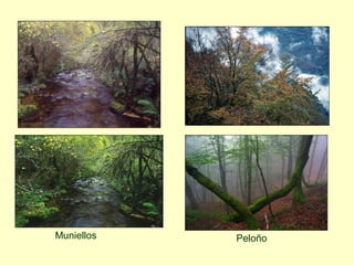 Muniellos   Peloño
 