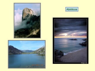 Abióticos
 