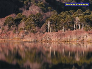 Selva de Araucarias
 