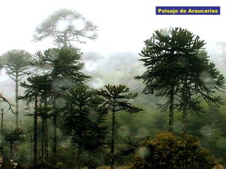 Paisaje de Araucarias
 