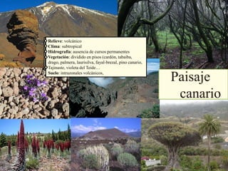 Paisaje
canario
Relieve: volcánico
Clima: subtropical
Hidrografía: ausencia de cursos permanentes
Vegetación: dividido en pisos (cardón, tabaiba,
drago, palmera, laurisilva, fayal-brezal, pino canario,
Tajinaste, violeta del Teide…
Suelo: intrazonales volcánicos,
 