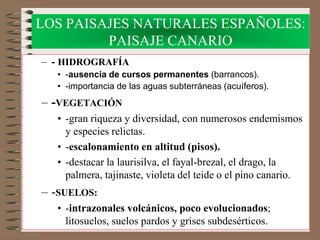 LOS PAISAJES NATURALES ESPAÑOLES:
PAISAJE CANARIO
– - HIDROGRAFÍA
• -ausencia de cursos permanentes (barrancos).
• -importancia de las aguas subterráneas (acuíferos).
– -VEGETACIÓN
• -gran riqueza y diversidad, con numerosos endemismos
y especies relictas.
• -escalonamiento en altitud (pisos).
• -destacar la laurisilva, el fayal-brezal, el drago, la
palmera, tajinaste, violeta del teide o el pino canario.
– -SUELOS:
• -intrazonales volcánicos, poco evolucionados;
litosuelos, suelos pardos y grises subdesérticos.
 