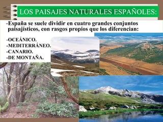 -España se suele dividir en cuatro grandes conjuntos
paisajísticos, con rasgos propios que los diferencian:
-OCEÁNICO.
-MEDITERRÁNEO.
-CANARIO.
-DE MONTAÑA.
LOS PAISAJES NATURALES ESPAÑOLES:
 