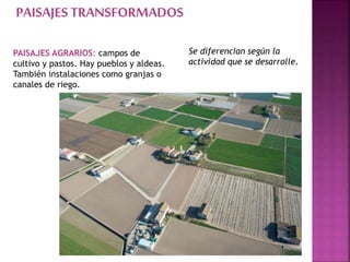 PAISAJES TRANSFORMADOS
Se diferencian según la
actividad que se desarrolle.
PAISAJES AGRARIOS: campos de
cultivo y pastos. Hay pueblos y aldeas.
También instalaciones como granjas o
canales de riego.
 