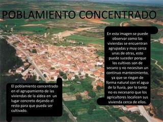 POBLAMIENTO CONCENTRADO
El poblamiento concentrado
en el agrupamiento de las
viviendas de la aldea en un
lugar concreto dejando el
resto para que pueda ser
cultivado.
En esta imagen se puede
observar como las
viviendas se encuentran
agrupadas y muy cerca
unas de otras, esto
puede suceder porque
los cultivos son de
secano y no necesitan un
continuo mantenimiento,
ya que se riegan de
forma natural con el agua
de la lluvia, por lo tanto
no es necesario que los
agricultores localicen sus
vivienda cerca de ellos.