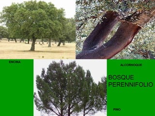 ENCINA
ALCORNOQUE
PINO
BOSQUE
PERENNIFOLIO
 