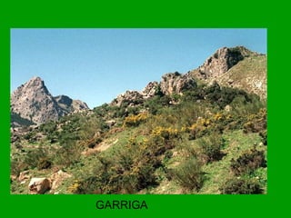 GARRIGA
 