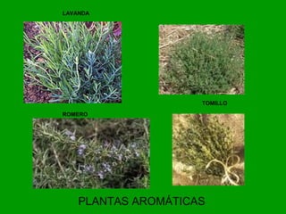 PLANTAS AROMÁTICAS
LAVANDA
TOMILLO
ROMERO
 
