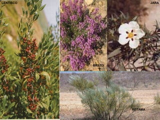 LENTISCO
BREZO
RETAMA
JARA
 