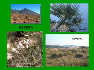 ESTEPA PALMITO
ESPÁRRAGO
ESPARTAL
 