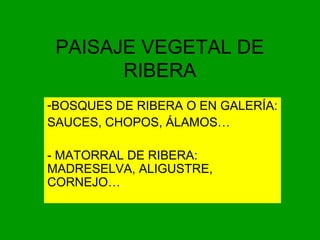 PAISAJE VEGETAL DE
RIBERA
-BOSQUES DE RIBERA O EN GALERÍA:
SAUCES, CHOPOS, ÁLAMOS…
- MATORRAL DE RIBERA:
MADRESELVA, ALIGUSTRE,
CORNEJO…
 