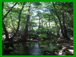 BOSQUE EN GALERÍA
 