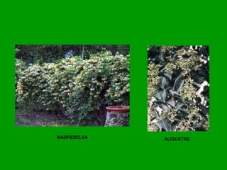 MADRESELVA ALIGUSTRE
 
