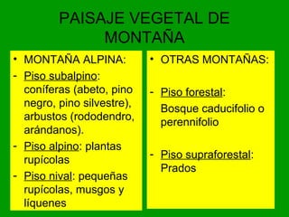 PAISAJE VEGETAL DE
MONTAÑA
• MONTAÑA ALPINA:
- Piso subalpino:
coníferas (abeto, pino
negro, pino silvestre),
arbustos (rododendro,
arándanos).
- Piso alpino: plantas
rupícolas
- Piso nival: pequeñas
rupícolas, musgos y
líquenes
• OTRAS MONTAÑAS:
- Piso forestal:
Bosque caducifolio o
perennifolio
- Piso supraforestal:
Prados
 