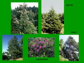 RODODENDRO
ABETOS
PINOS
 
