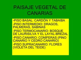 PAISAJE VEGETAL DE
CANARIAS
-PISO BASAL: CARDÓN Y TABAIBA
-PISO INTERMEDIO: DRAGOS,
PALMERAS, SABINAS
-PISO TERMOCANARIO: BOSQUE
DE LAURISILVA Y EL LAYAL-BREZAL
-PISO CANARIO: CONÍFERAS (PINO
CANARIO Y CEDRO CANARIO)
-PISO SUPRACANARIO: FLORES
(VIOLETA DEL TEIDE)
 