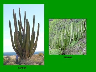 CARDÓN
TABAIBA
 