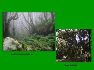 BOSQUE DE LAURISILVA
FAYAL-BREZAL
 