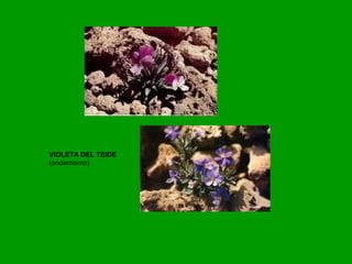 VIOLETA DEL TEIDE
(endemismo)
 