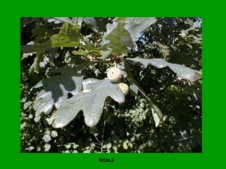 ROBLE
 