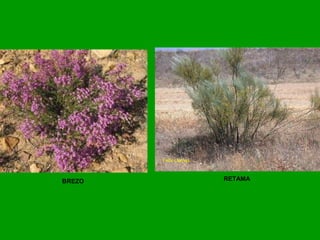 BREZO RETAMA
 