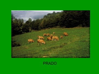 PRADO
 