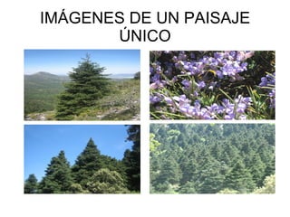 IMÁGENES DE UN PAISAJE ÚNICO 