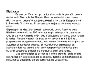 El pinsapo  : Es una conífera del tipo de los abetos de la que sólo quedan restos en la Sierra de las Nieves (Ronda), en los Montes Urales (Rusia), en un pequeño bosque que está a 10 km de Estepona y en la Sierra de Grazalema. El bosque que mejor se conserva es este último. El pinsapar de Grazalema está reconocido como Reserva de la Biosfera: es uno de las 507 entornos registrados por la Unesco en todo el planeta y, desde 1984, declarado, junto al valioso entorno que le rodea, Parque Natural. Se trata de un terreno de 51.695 ha., propiedad de la Agencia Andaluza de Medio Ambiente encargada de autorizar el acceso al bosque. El recorrido por el pinsapar es accesible durante todo el año, pero con permisos limitados para evitar el exceso de presión del ser humano en el entorno.   Las autorizaciones se dan (de forma gratuita) en la oficina del Parque en la localidad de El Bosque, aunque el mejor acceso al pinsapar se encuentra en las cercanías de Grazalema. 