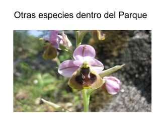 Otras especies dentro del Parque 