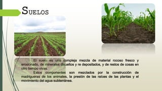 SUELOS
El suelo es una compleja mezcla de material rocoso fresco y
erosionado, de minerales disueltos y re depositados, y de restos de cosas en
otro tiempo vivas.
Estos componentes son mezclados por la construcción de
madrigueras de los animales, la presión de las raíces de las plantas y el
movimiento del agua subterránea.
 