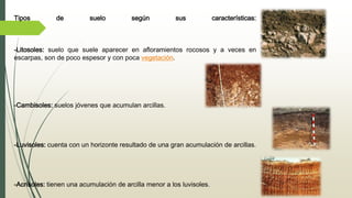 Tipos de suelo según sus características:
-Litosoles: suelo que suele aparecer en afloramientos rocosos y a veces en
escarpas, son de poco espesor y con poca vegetación.
-Cambisoles: suelos jóvenes que acumulan arcillas.
-Luvisoles: cuenta con un horizonte resultado de una gran acumulación de arcillas.
-Acrisoles: tienen una acumulación de arcilla menor a los luvisoles.
 