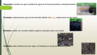 -Gleysoloes: cuentan con gran cantidad de agua en forma permanente o semipermanente.
-Fluvisoles: suelos jóvenes que se han formado debido a la lluvia, suelen tener mucho calcio.
-Rendzina: suelos con muchas materia orgánica ubicados sobre roca caliza.
-Vertisoles: suelo arcilloso de color negro, se localizan en zonas de poca pendiente.
 
