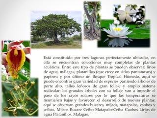Está constituido por tres lagunas perfectamente ubicadas, en
ella se encuentran colecciones muy completas de plantas
acuáticas. Entre este tipo de plantas se pueden observar: lirios
de agua, málagas, platanillos (que crece en sitios pantanosos) y
papiros; y por último un Bosque Tropical Húmedo, aquí se
puede encontrar gran variedad de especies partiendo árboles de
porte alto, tallos leñosos de gran follaje y amplio sistema
rodicular; los grandes árboles con su follaje van a impedir el
paso de los rayos solares por lo que las temperaturas se
mantienen bajas y favorecen el desarrollo de nuevas plantas;
aquí se observan grandes bucares, mijaos, matapalos, caobos y
ceibas. Mijaos Bucare Ceibo MatapalosCeiba Caobos Lirios de
agua Platanillos. Malagas.
 