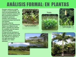 El parque cuenta con un jardín
xerófilo y un jardín hidrófilo, asi
como con aproximadamente 190
especies de plantas mayores de la
flora ornamental venezolana y
variedad de especies de
animales, estos animales se
incorporan al parque hará hacerlo
mas atractivo.
Burle Marx utiliza las
agrupaciones y las Selecciones de
Plantas con el Objeto de crear
efectos especiales que valorizan
las cualidades tanto del espacio
como de las plantas.
El Parque del este constituye un
ejemplo representativo de un tipo
de paisaje cultural, primero en su
tipo, diseñado en el siglo XX, en
una región geocultural y
especifica en el trópico
americano.
Thalía
Typhonodorum
Caña brava
 