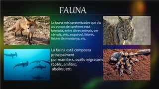 La fauna més carateritzades que viu
als boscos de coníferes está
formada, entre altres animals, per
cérvols, ants, esquirosl, llebres,
llebres de muntanya, etc.
La fauna está composta
principalment
por mamífers, ocells migratoris,
reptils, amfibis,
abelles, etc.
FAUNA
 