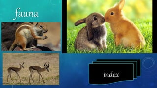 fauna
índex
 