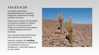 VEGETACIÓ
Les plantes desèrtiques
emmagatzemen gran quantitat
d’aigua per sobreviure en llargs
períodes de temps.
Plantes com el cactus, les bromèlies
i les palmeres habiten en deserts
molt secs i la seva única font
d’aigua és de la boirina que apareix
en determinades hores de la
matinada.
Com a protecció de animals tenen
unes punxes per defensar-se.
Totes les cactàcies són xeròfitesxeròfites,
mostrant tendència a la reducció de
les superfícies sotmeses a
transpiració i a acumular aigua en
els seus teixits.
 