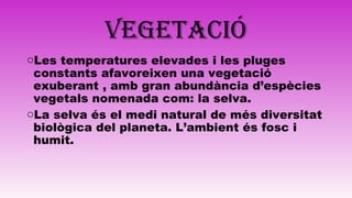 VEGETACIÓ
oLes temperatures elevades i les pluges
constants afavoreixen una vegetació
exuberant , amb gran abundància d’espècies
vegetals nomenada com: la selva.
oLa selva és el medi natural de més diversitat
biològica del planeta. L’ambient és fosc i
humit.
 