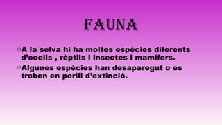 FAUNA
oA la selva hi ha moltes espècies diferents
d’ocells , rèptils i insectes i mamífers.
oAlgunes espècies han desaparegut o es
troben en perill d’extinció.
 
