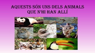 AQUESTS SÓN UNS DELS ANIMALS
QUE N’HI HAN ALLÍ
 