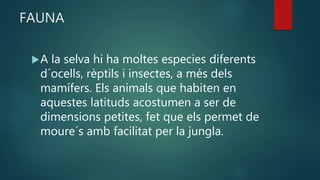 FAUNA
A la selva hi ha moltes especies diferents
d´ocells, rèptils i insectes, a més dels
mamífers. Els animals que habiten en
aquestes latituds acostumen a ser de
dimensions petites, fet que els permet de
moure´s amb facilitat per la jungla.
 