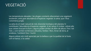 VEGETACIÓ
Les temperatures elevades i les pluges constants afavoreixen una vegetació
exuberant, amb gran abundància d’espècies vegetals: la selva, que l’Àsia
s’anomena jungla.
La selva és el medi natural de més diversitat biològica del planeta; hi
contribueix l´abundància d'espècies vegetals. A les selves hi trobes arbres alts
que creixen buscant la llum ( alguns poden arribar als 80m de altura i fins i tot
més ), com també nombrosos arbustos, herbes i flors. Arran de terra, al
sotabosc, l´ambient fosc i humit.
Alguns arbres són molt apreciats per la bellesa o per la qualitat de la fusta
com el banús, o la caoba
 