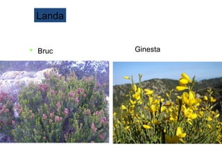 Landa
 Bruc Ginesta
 