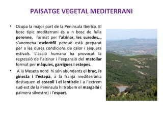 PAISATGE VEGETAL MEDITERRANI
• Ocupa la major part de la Península Ibèrica. El
bosc típic mediterrani és u n bosc de fulla
perenne, format per l’alzinar, les suredes..,
s’anomena escleròfil perquè està preparat
per a les dures condicions de calor i sequera
estivals. L’acció humana ha provocat la
regressió de l’alzinar i l’expansió del matollar
format per màquies, garrigues i estepes.
• A la Meseta nord hi són abundants el bruc, la
ginesta i l’estepa, a la franja mediterrània
destaquen el coscoll i el lentiscle i a l’extrem
sud-est de la Península hi trobem el margalló (
palmera silvestre) i l’espart.
 
