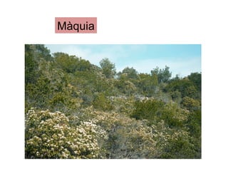 Màquia
 